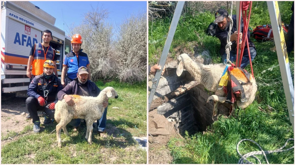 AFAD Ekipleri Su Kuyusuna Düşen Koyunu Kurtardı